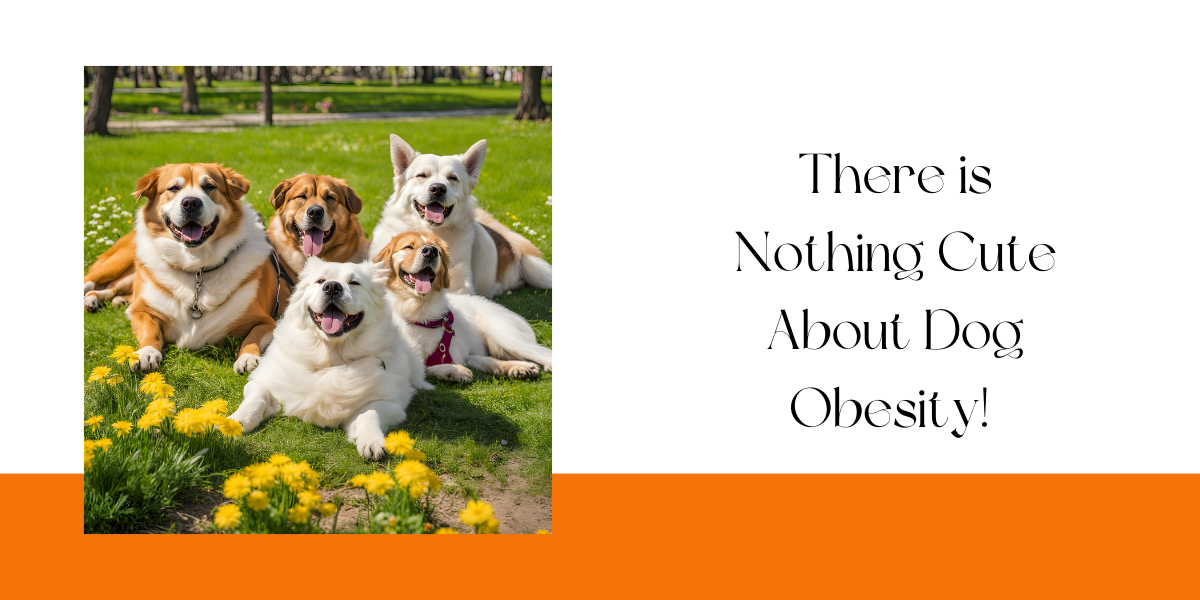 There's Nothing Cute About Dog Obesity