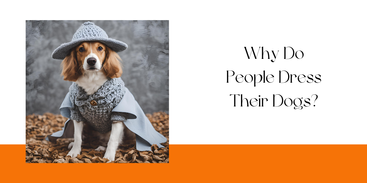 Why Do People Dress Their Dogs?