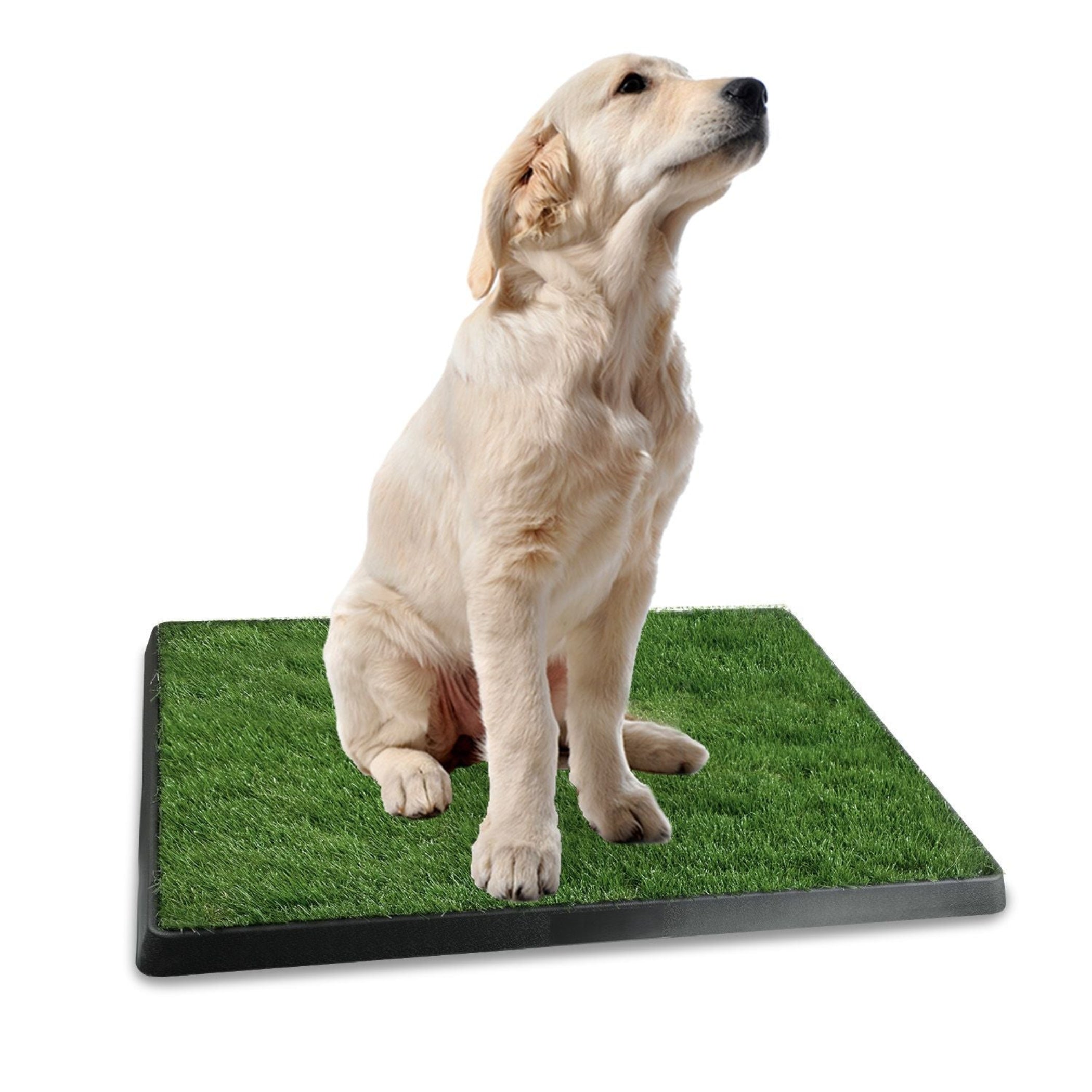 artificial turf dog potty